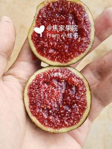 格莱斯无花果(水蜜桃无花果)_无花果_龙喜村自由行热门攻略_美食_美食