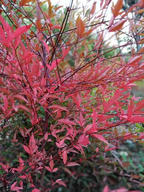 南天竹属于常绿灌木,茎直立,少分枝,幼枝常为红色.叶为三回羽状复叶