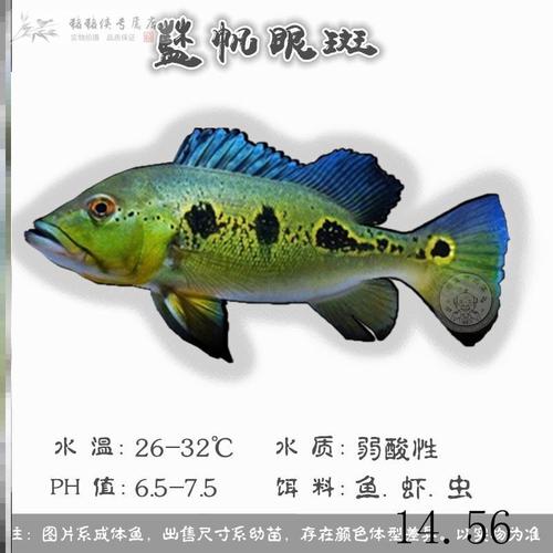 野生蓝帆魟鱼皇冠黑白三间帝王横带眼鱼