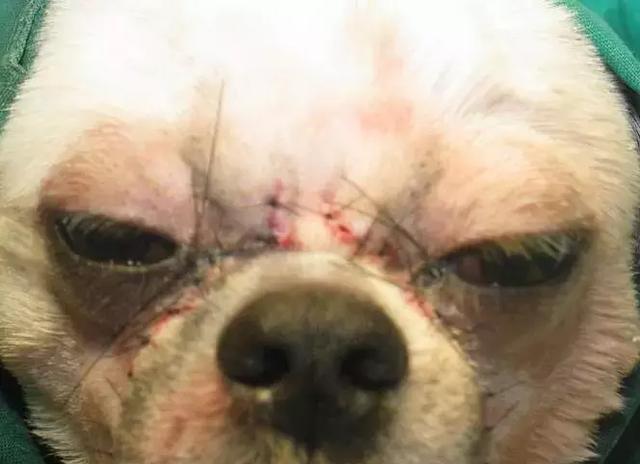 一个网友分享狗狗手术后未拆线的照片,眼部十分肿胀,狗狗看起来很
