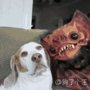 感觉这只狗子快被主人烦死了→_→生无可恋的表情.