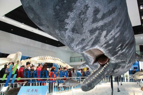 "香鲸馆"占地约 400平方米,主要用于去年在洋口港海域搁浅抹香鲸