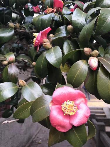 原创图文:观寒风中怒放的耐冬花——青岛市市花耐冬
