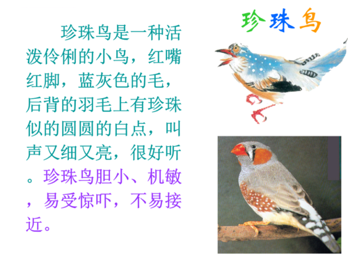 人教新课标版小学五上《珍珠鸟》课件.ppt