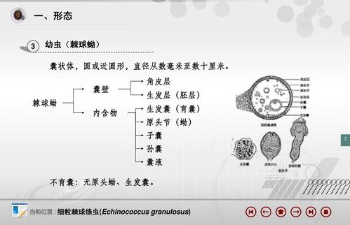 细粒棘球绦虫ppt