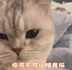 猫猫表情包 太可爱了!