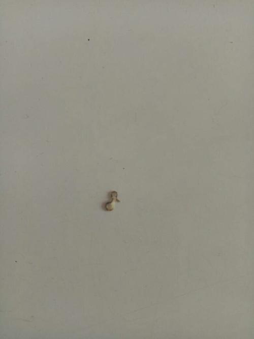君子兰花土里有白色的小虫