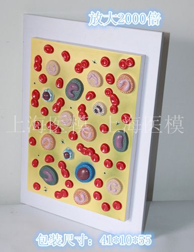 医信/mdcd 人体血细胞模型 红细胞 白细胞 血液细胞组成 细胞结构