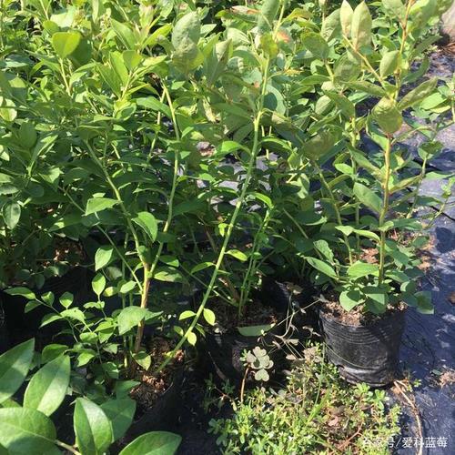 夏普蓝蓝莓苗品种介绍与种植技术