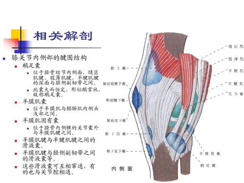 03-07膝关节内侧副韧带损伤ppt