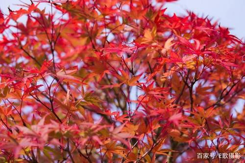 《秋天唯美的红色枫叶》一枝花-协助拍摄