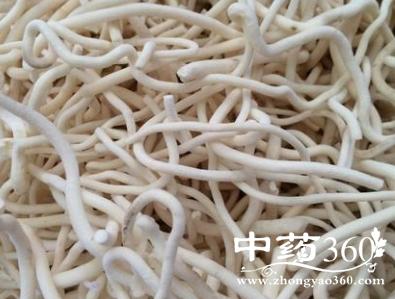 小通草的功效 小通草利尿渗湿治热病小便赤黄