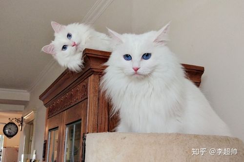 个人觉得比波斯猫更合我眼缘 不信你看我家的对比_(:зゝ∠)_ 刚捡到