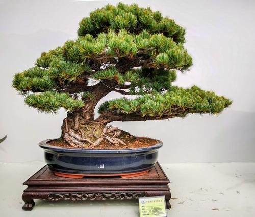 中国通派盆景艺术展