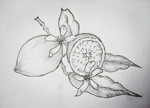 齐巧云初学铅笔画(水果篇)