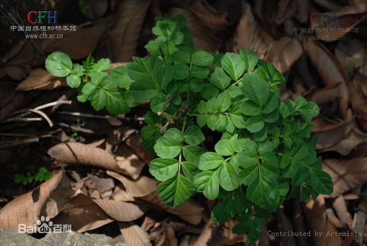 千年矮(《广西中药志》),鸡血散,小罗伞(《广西药植名录》),白花矮陀