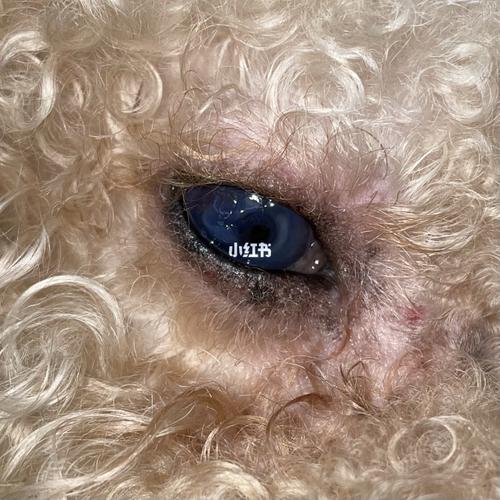 狗子再度角膜溃疡以及青光眼_可乐_人工泪液_眼科_沙发_狗狗_宠物_狗