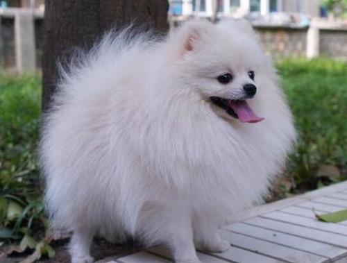 博美犬需要运动吗?新手铲屎官不要再被骗了