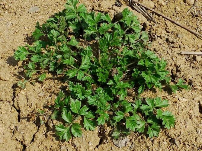 朝天委陵菜(原变种)