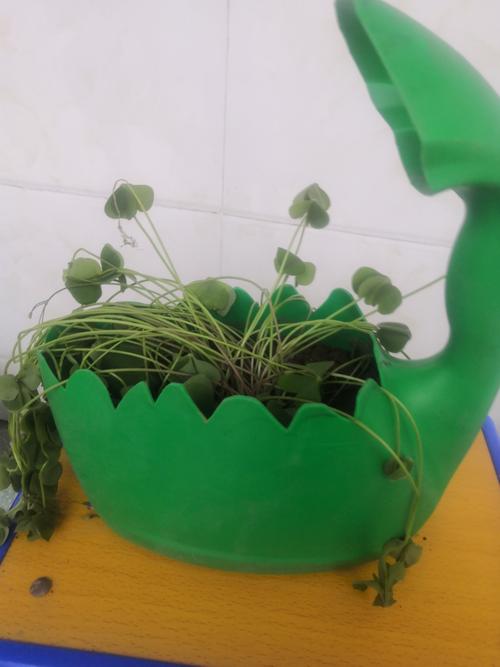 七十班手工制作绿植