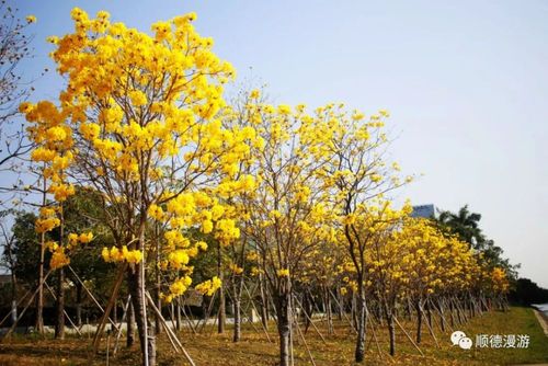 顺德图书馆黄花风铃木