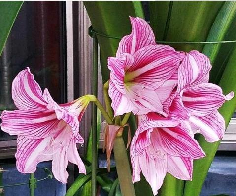 10种"朱顶红",花朵漂亮,璀璨夺目,花名更是奇特