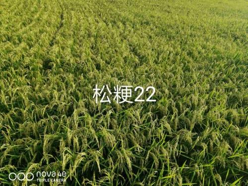 万亩一方优良稻 写美篇高瞻远瞩丰收景 松粳22 惬意的感觉 哈417