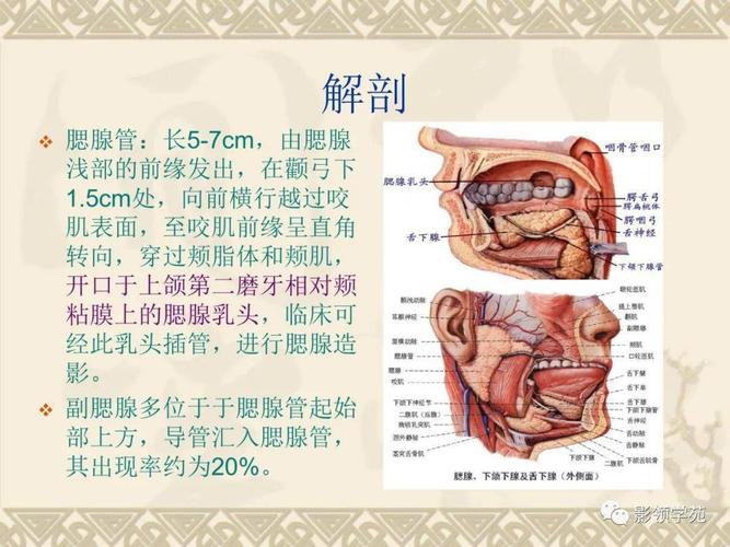 腮腺解剖及病变影像学表现