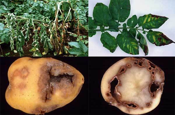 马铃薯环腐病