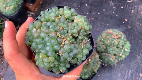 爆盆姬玉露带盆发货