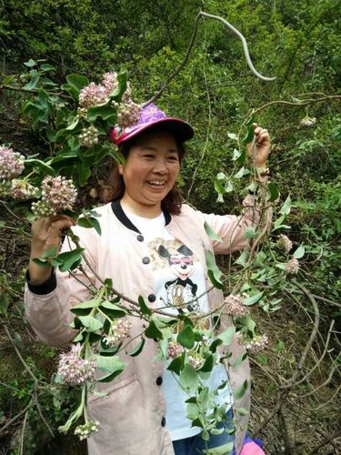 奶浆花好吃,难摘