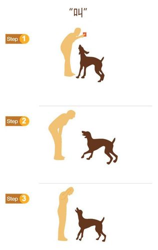 狗狗训练基础篇:训狗十式