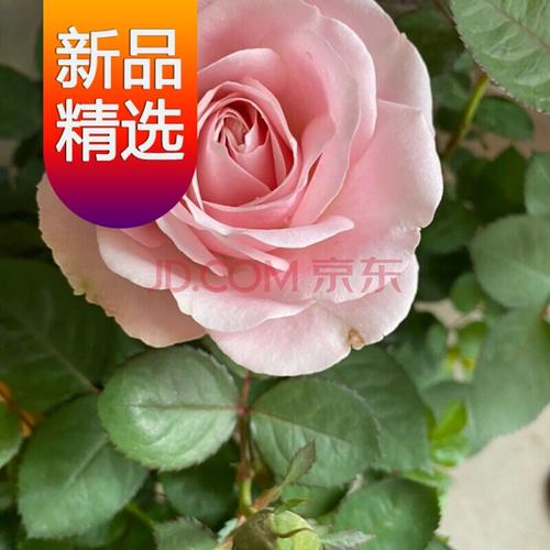 花卉绿植物盆栽月季蔷薇室内庭院阳台四季 茜茜公主(原盆土带花苞) 一