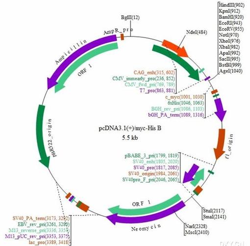 载体构建于基因工程中的妙用