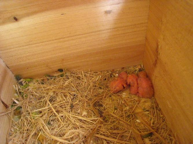 晒晒我养的鸟-墨黑牡丹鹦鹉,(加些新出的鸟图)