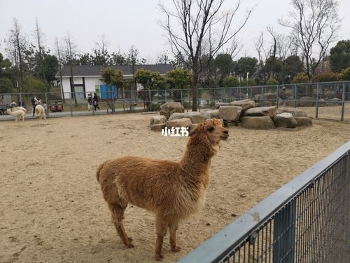 苏州上方山动物园_动物园_苏州上方山森林动物世界-游艇码头攻略