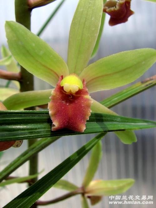 蕙兰红舌2 - 中国兰花交易网