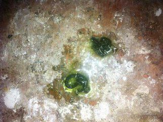 信鸽沙门氏菌最快疗法:鸽子得球虫和沙门氏菌感染怎么治