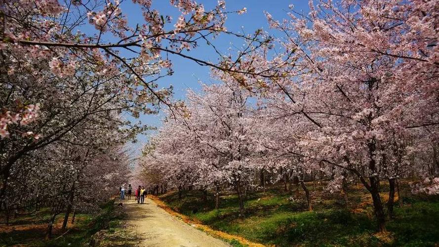 △平坝农场樱花(摄影/悠悠行者)