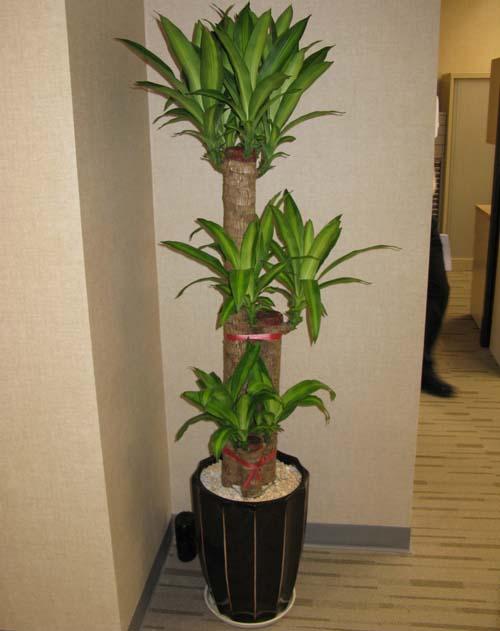 巴西铁:又称香龙血树,可以清除空气中的有害物质.