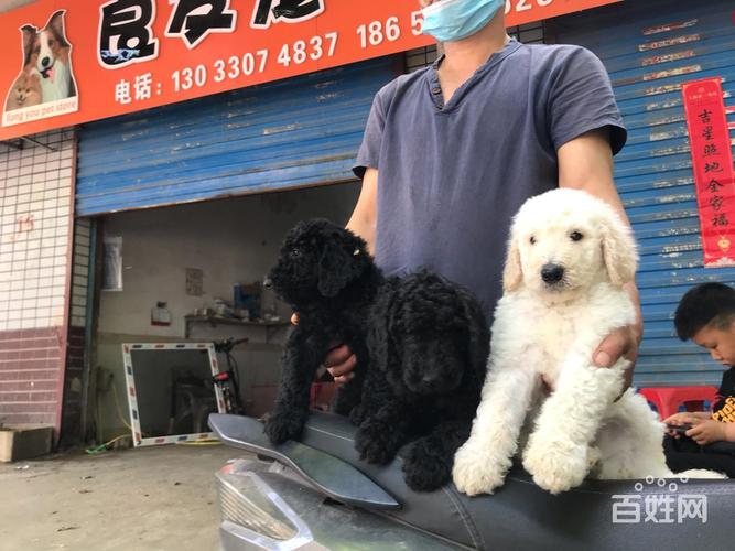 巨贵白色香槟和黑色