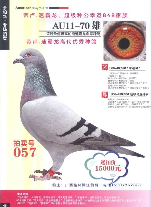 世界名鸽速霸龙幸运848高辈份种鸽