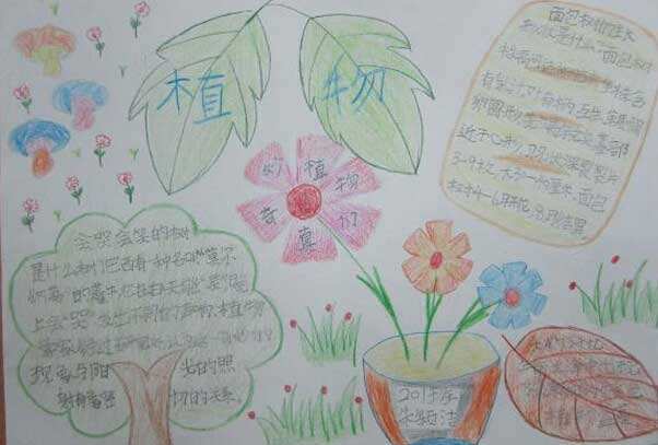 植物手抄报简单又漂亮