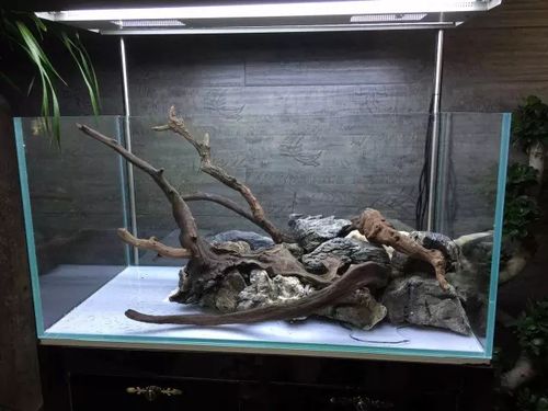 用石头固定好沉木