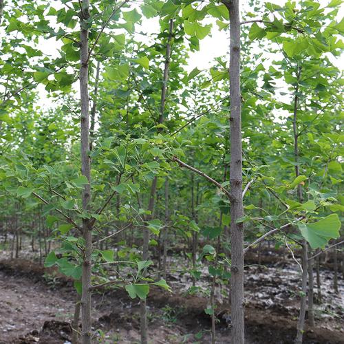 银杏树苗银杏白果树苗盆栽绿化庭院植物3-5公分银杏树苗免费包活