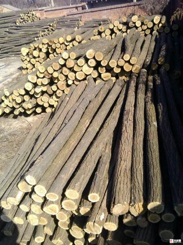 大量出售新采伐的刺槐木