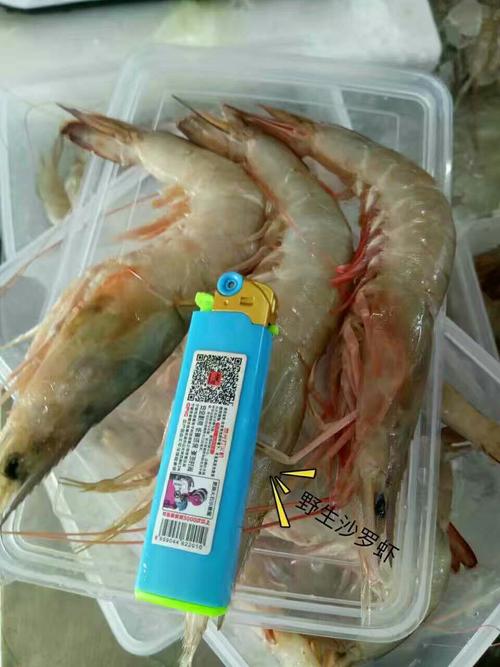 沙罗虾