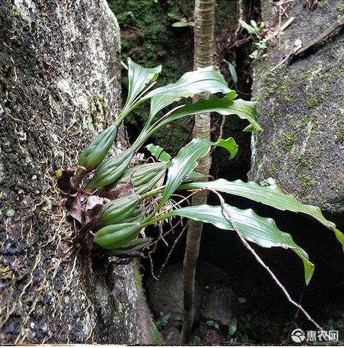 [野生山药批发]生山药 石仙桃,炖汤佳品价格16元/斤