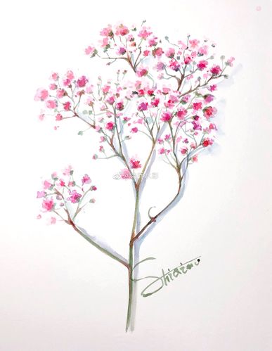 今日份花花—满天星78-诗乔水彩