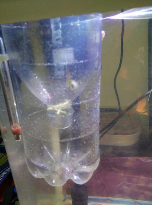 昨天把怀孕母孔雀鱼放到自制繁殖罐中,不知啥时候能生